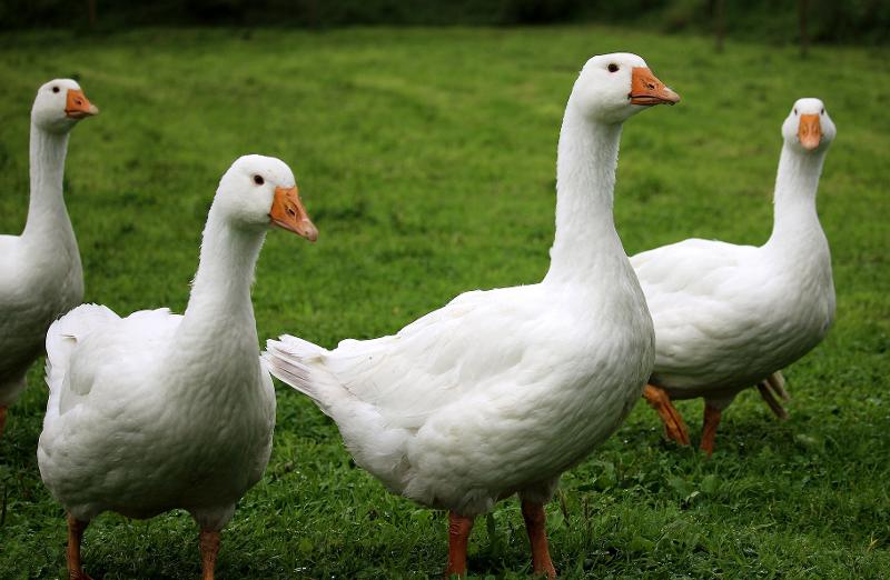 Massnahmen gegen die Ausbreitung der Vogelgrippe werden aufgehoben