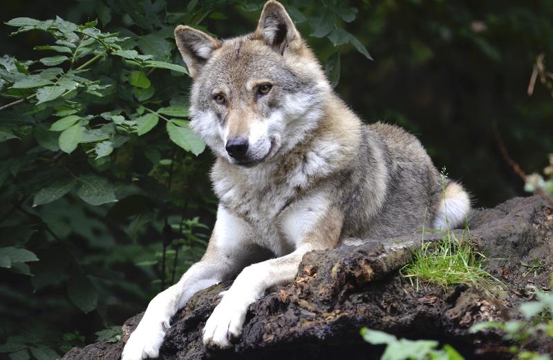 Mehrere Sichtungen eines jungen Wolfs im Kanton Schaffhausen