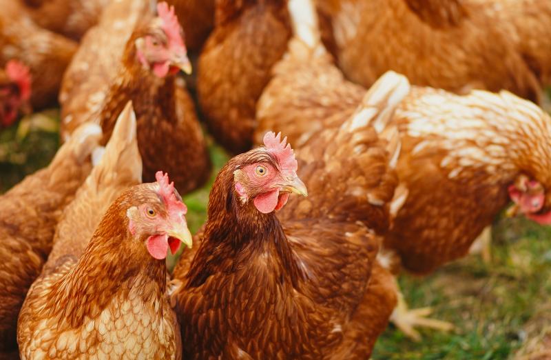 Massnahmen gegen die Ausbreitung der Vogelgrippe