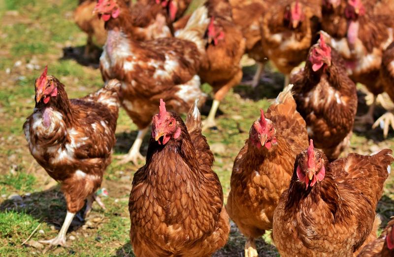 Massnahmen gegen die Ausbreitung der Vogelgrippe erneut verlängert